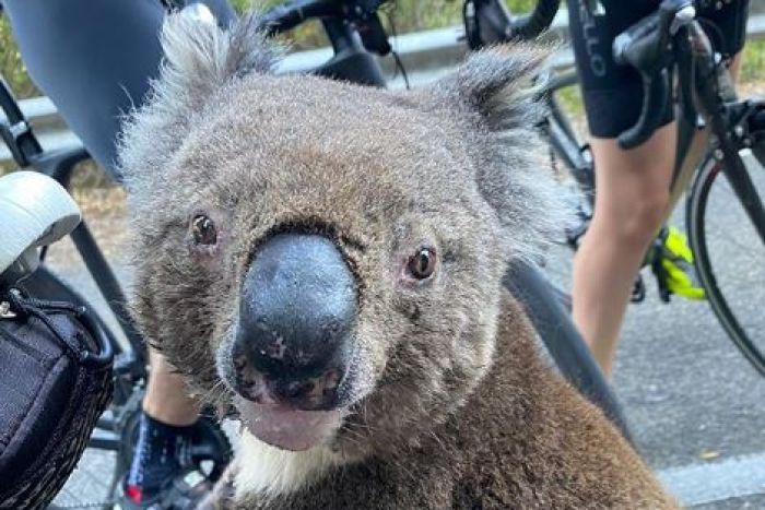 Αποτέλεσμα εικόνας για koala cyclist water