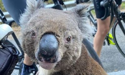 Αποτέλεσμα εικόνας για koala cyclist water