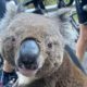 Αποτέλεσμα εικόνας για koala cyclist water