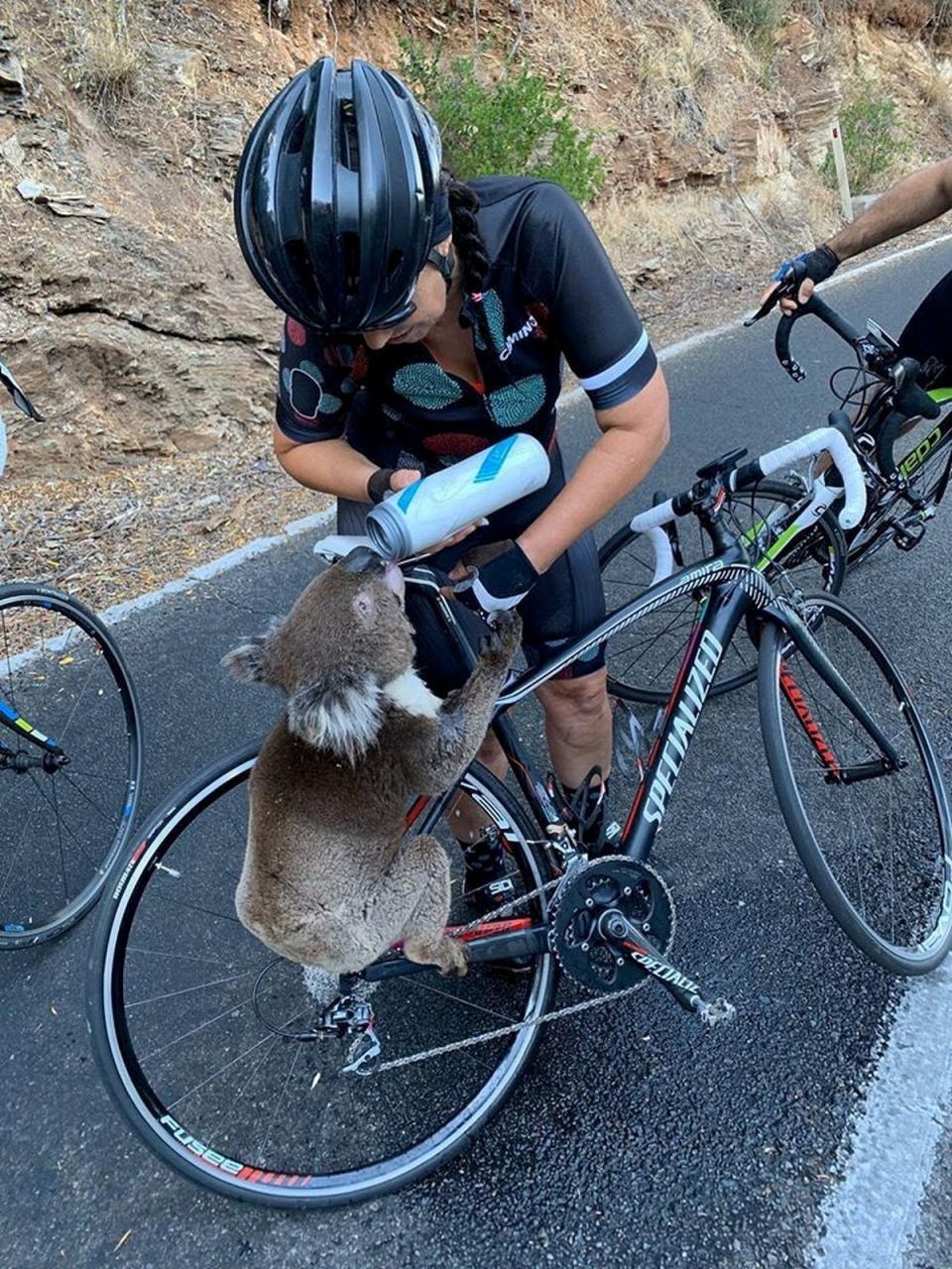 Αποτέλεσμα εικόνας για koala cyclist water