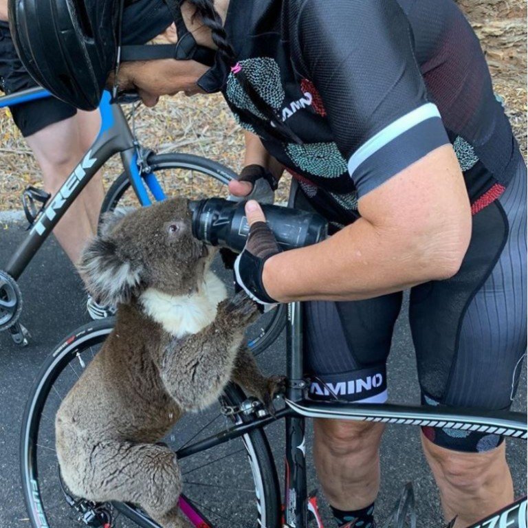 Αποτέλεσμα εικόνας για koala cyclist water